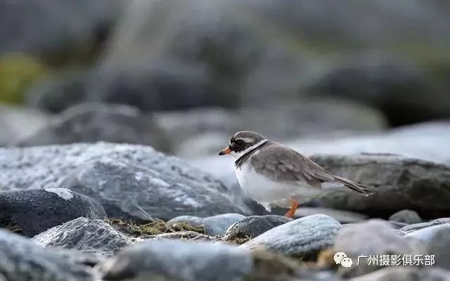 摄影技巧 感光度 高感光度并非一无是处 下面这几种情况就需要灵活运用到高感 摄影技巧 感光度 高感光度并非一无是处 下面这几种情况就需要灵活运用到高感